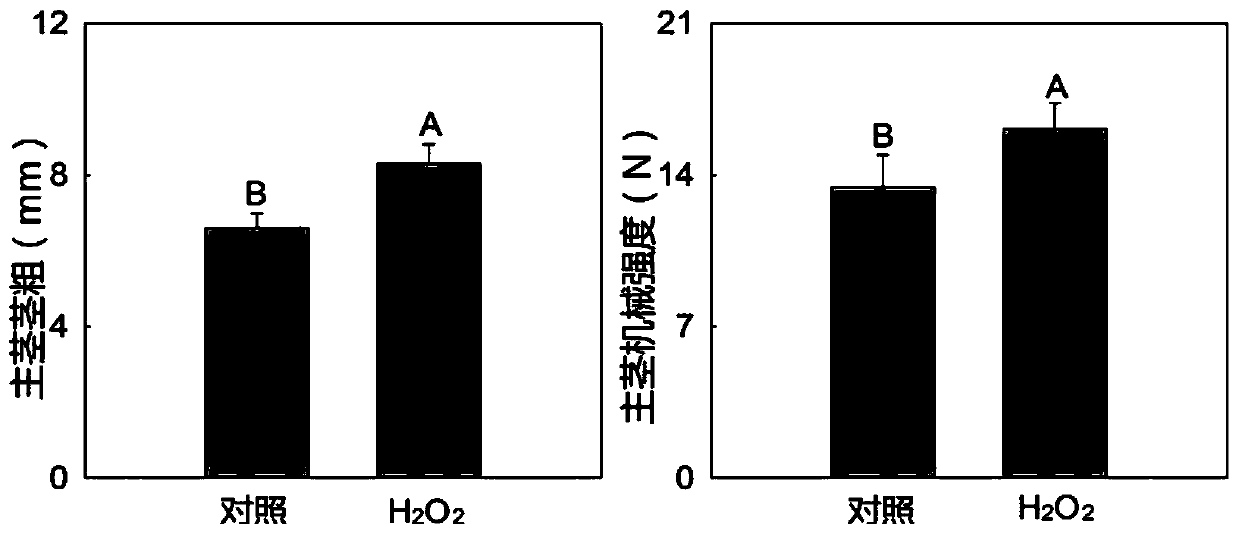 Application of Hydrogen Peroxide in Regulating Growth and Development of Side Branches of Cut Flowers of Peony