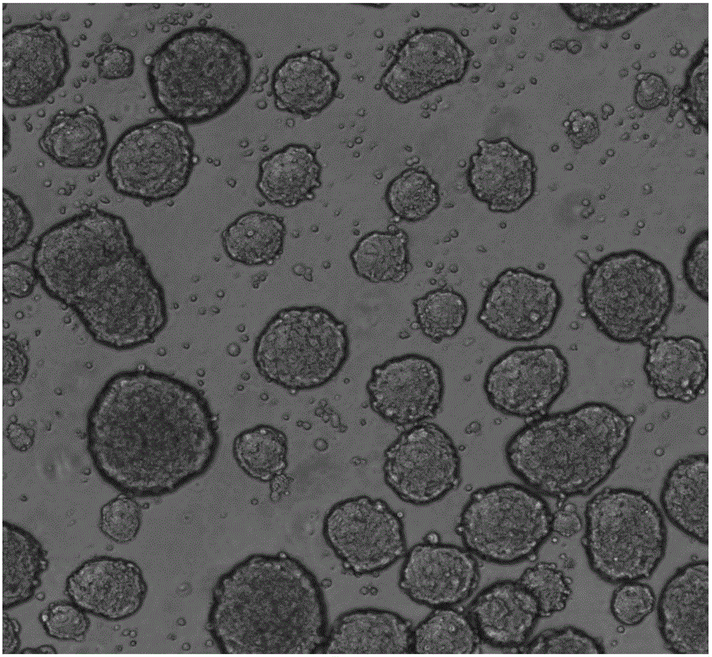 Culture method of AD293 spherical cell cluster