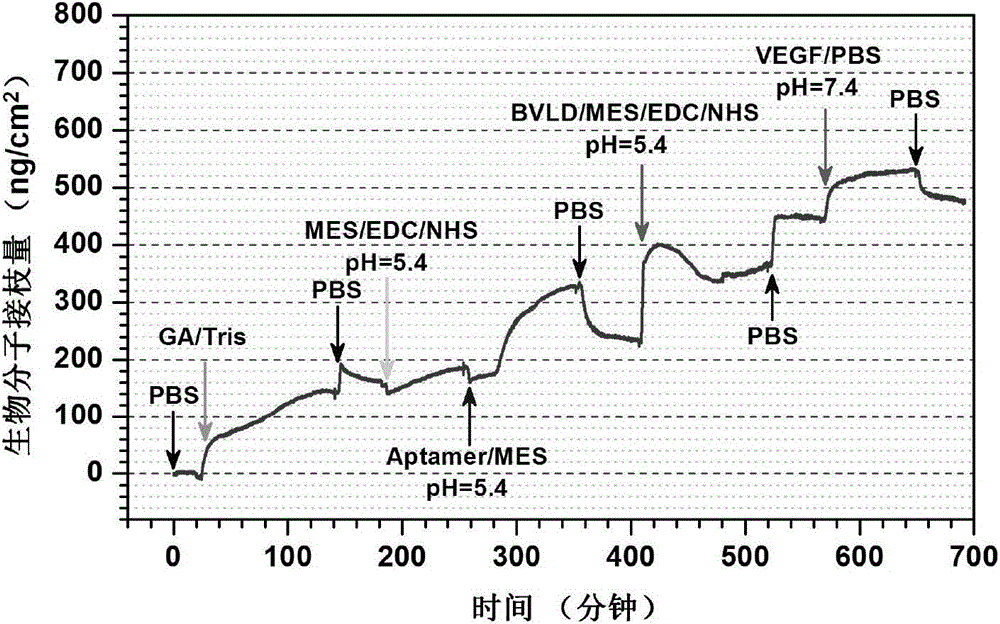 Preparation method of biomedical materials of multiclass functional group rich in amino group, carboxyl group and benzoquinonyl group