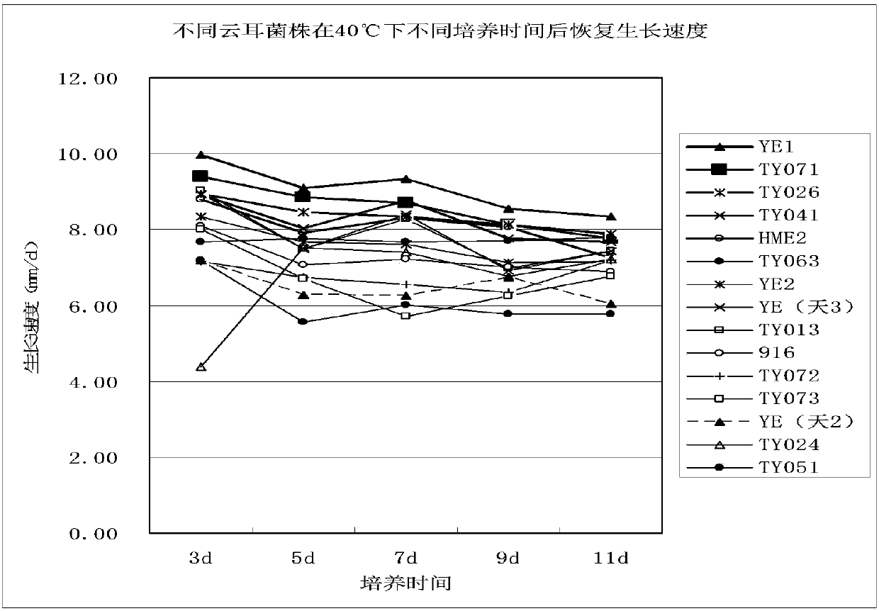 Indoor screening method of high-temperature-resistant auricularia auricula-judae strains