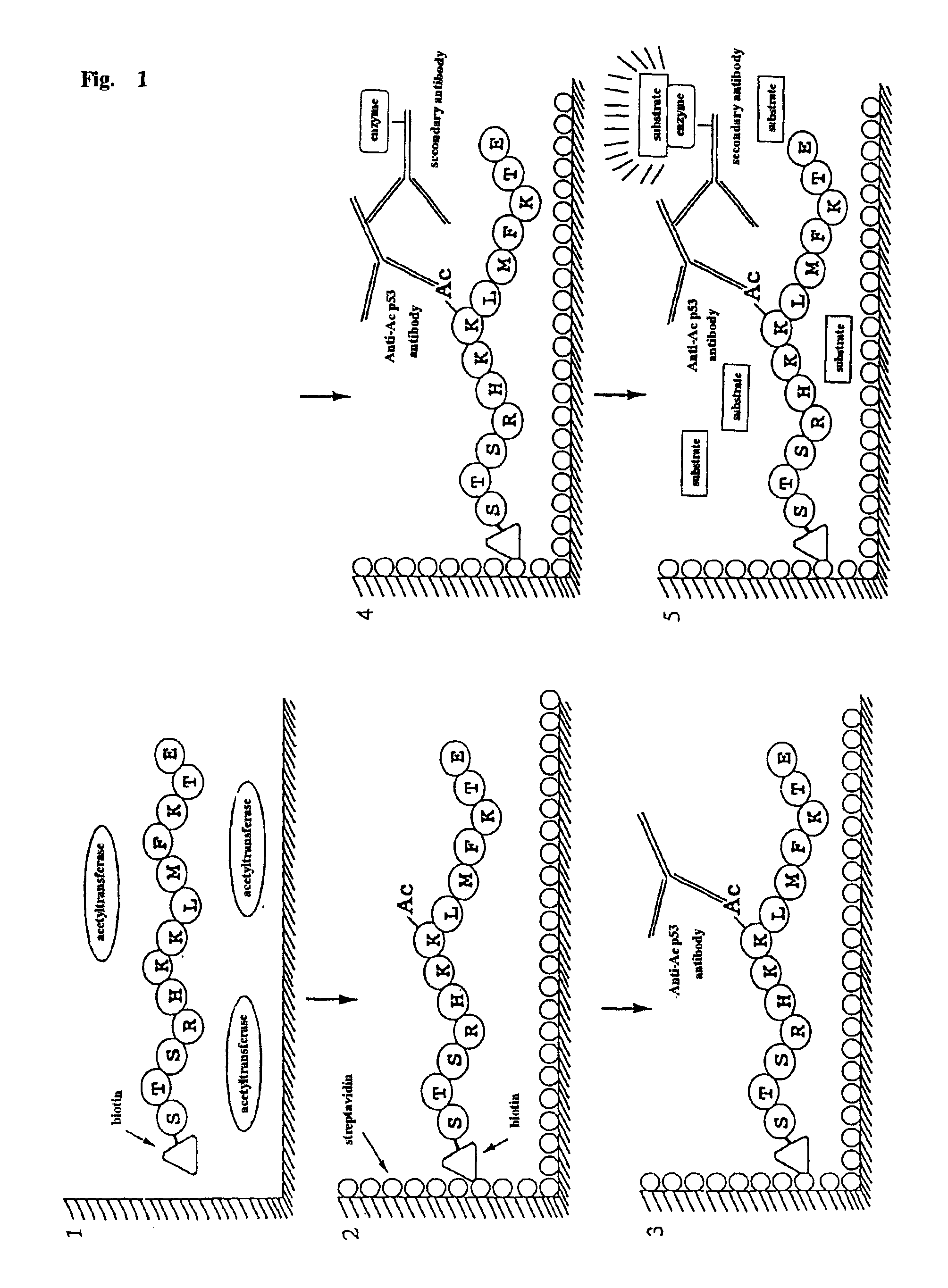 Method for detecting acetyltransferase and deacetylase activities and method for screening inhibitors or enhancers of these enzymes