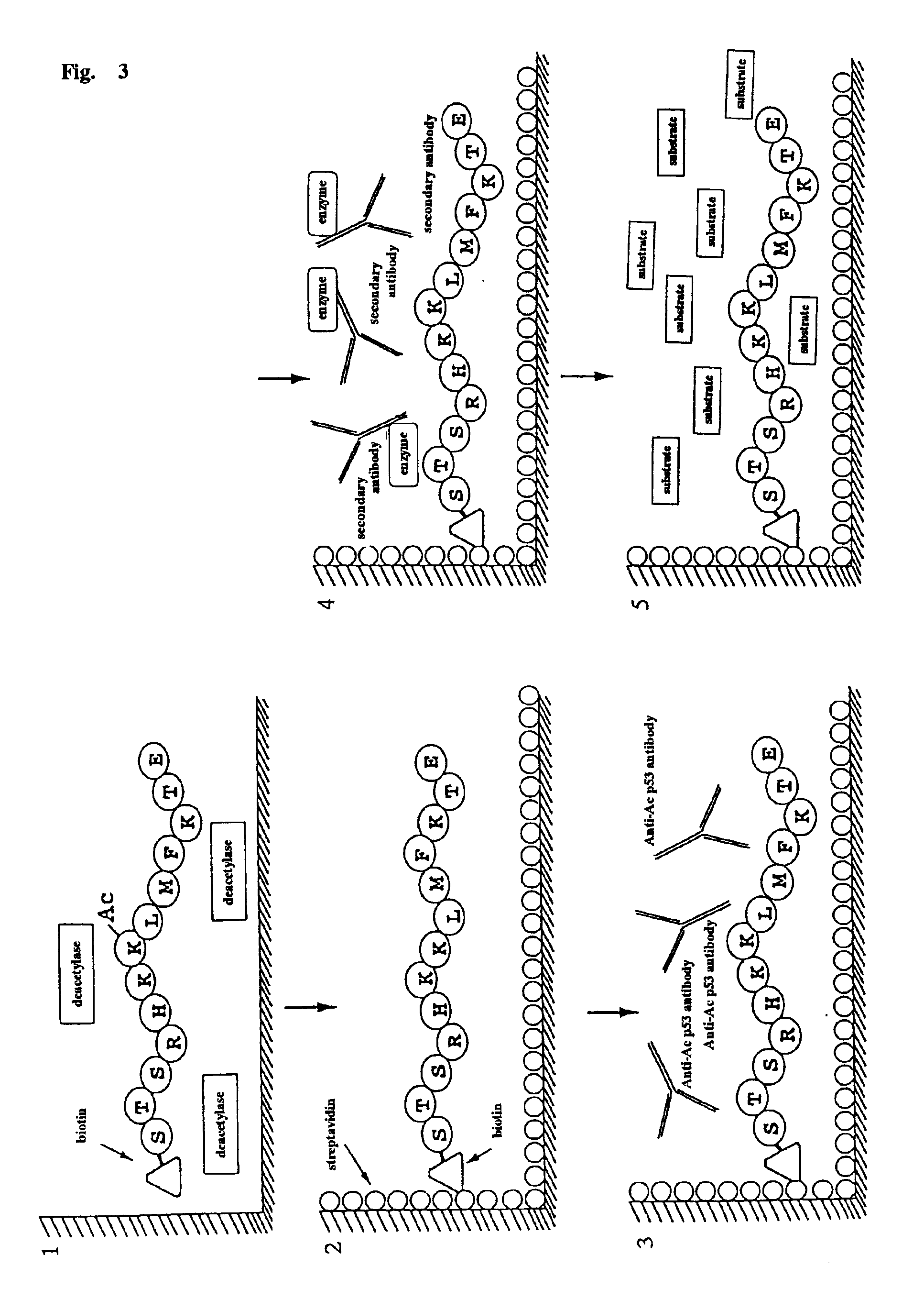 Method for detecting acetyltransferase and deacetylase activities and method for screening inhibitors or enhancers of these enzymes