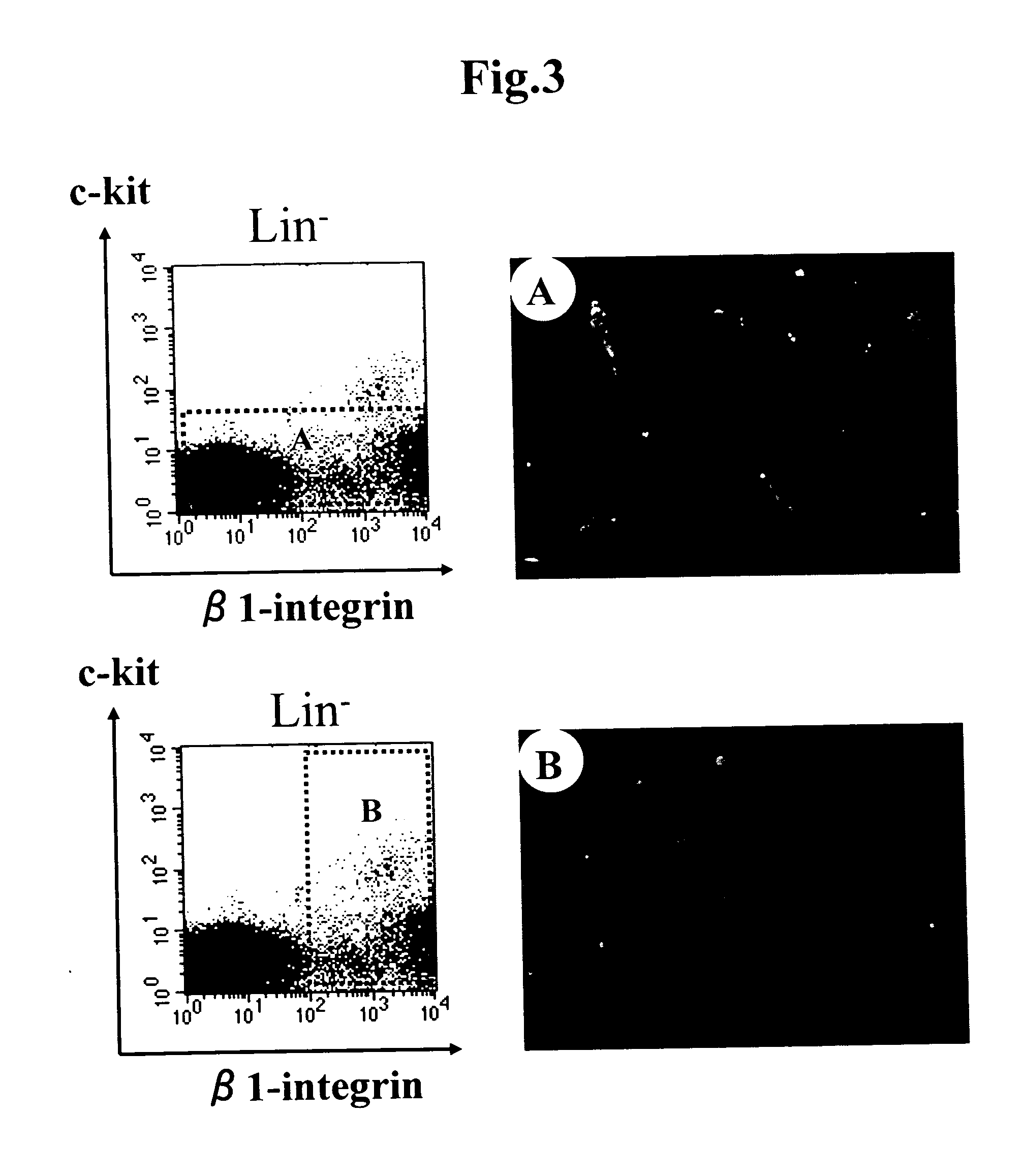 Induction of Myocardial Cell From Mammalian Bone Marrow Cell or Cord Blood-Derived Cell and Fat Tissue