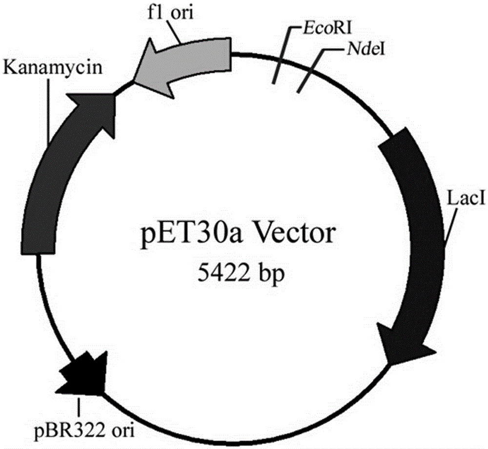 Immune vaccine for preventing toxoplasma gondii infection