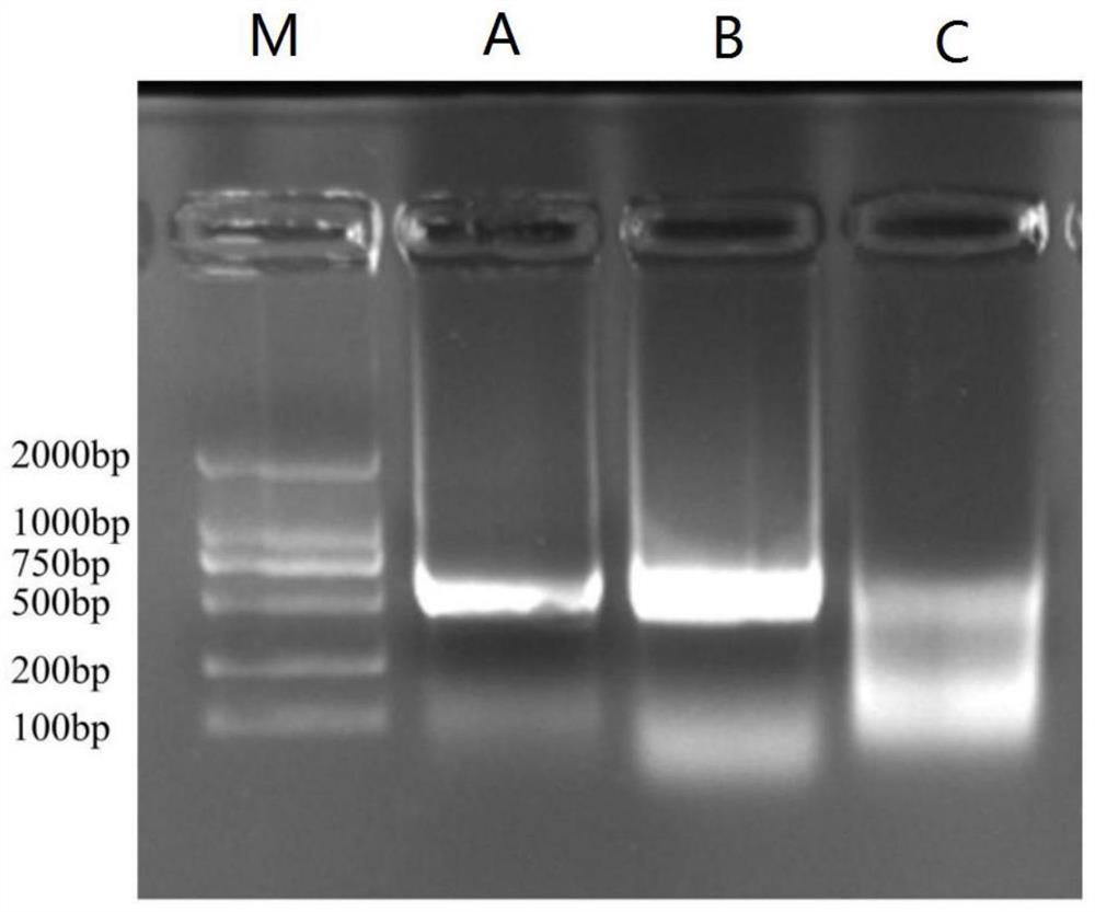 Formula for improving dsRNA insecticidal effect