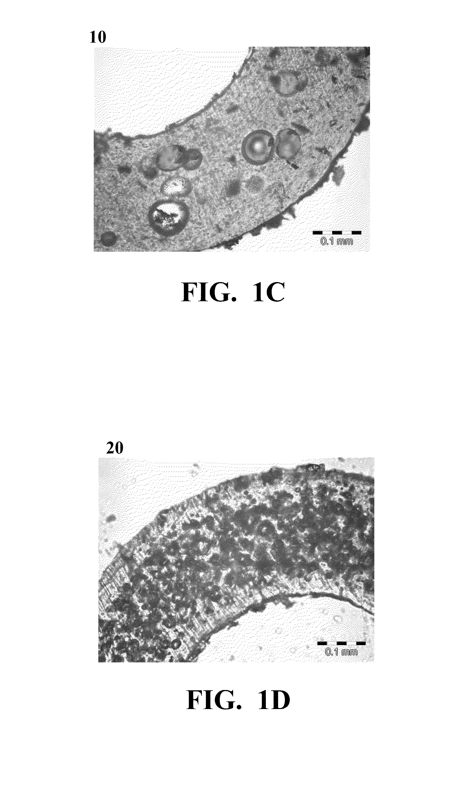 Extrusion of a Foamable Fluoropolymer