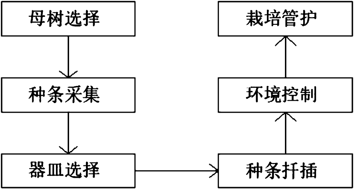 Method for cultivation management and protection of container seedlings of tamarix chinensis