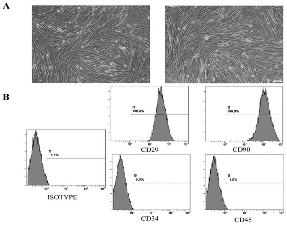 A cell model for screening developmental toxic exogenous compounds with 11β-hsd2 as the target, its construction method and application