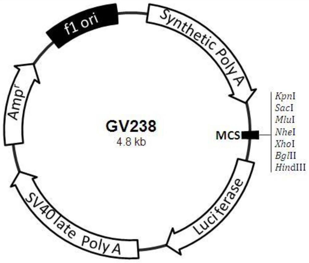 A cell model for screening developmental toxic exogenous compounds with 11β-hsd2 as the target, its construction method and application