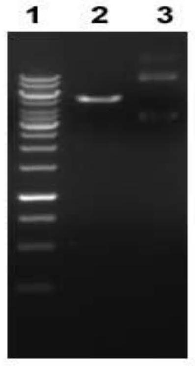 A cell model for screening developmental toxic exogenous compounds with 11β-hsd2 as the target, its construction method and application