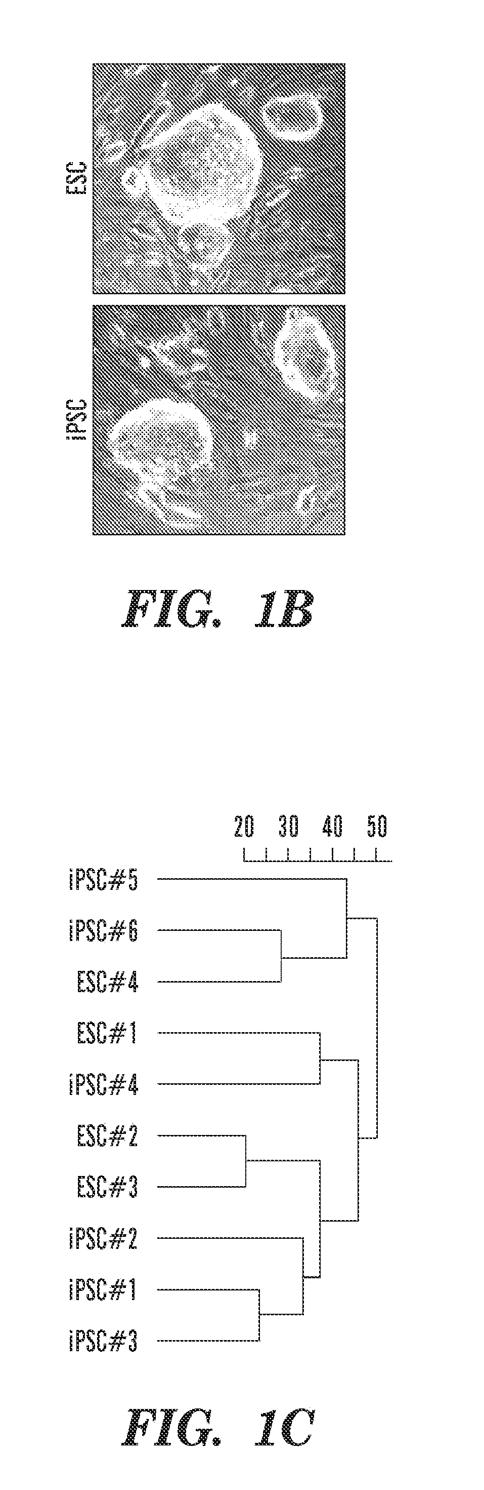 Method for selecting an ips cell