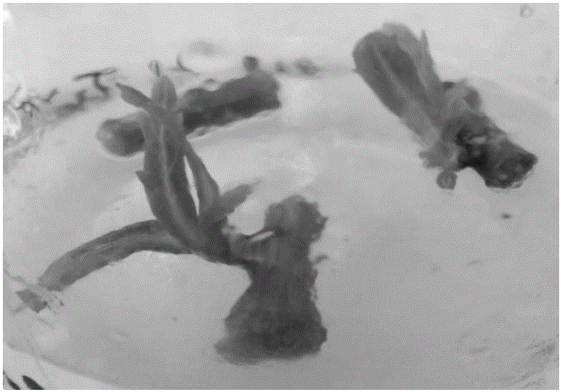 Method for rapid propagation of virus-free artemisia seleirgensis seedlings