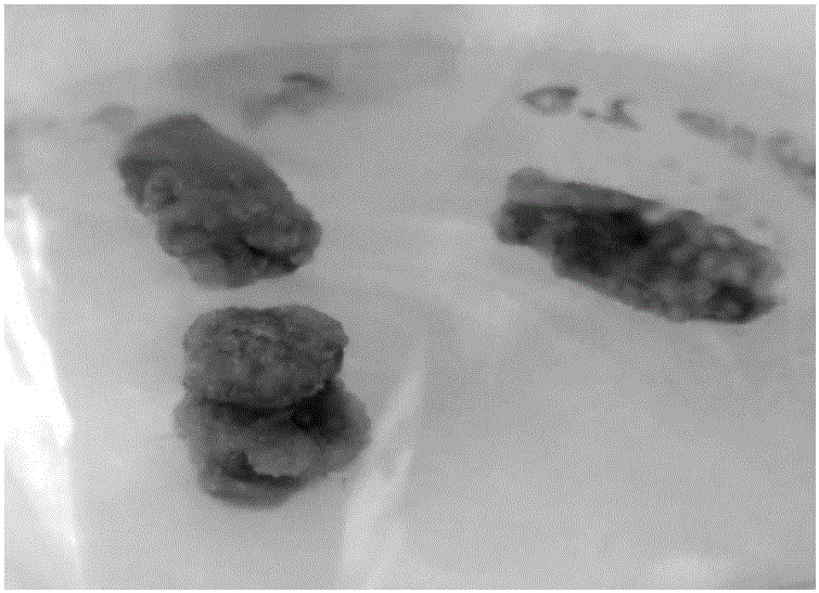 Method for rapid propagation of virus-free artemisia seleirgensis seedlings