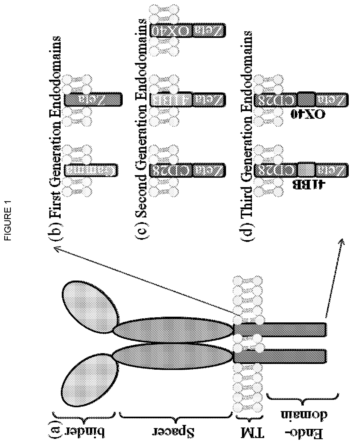 Method for preconditioning a subject who is about to receive a t-cell therapy