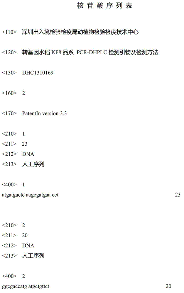 Assay primer and assay method of PCR-DHPLC (polymerase chain reaction-denaturing high performance liquid chromatography) of transgenic rice KF8 strain