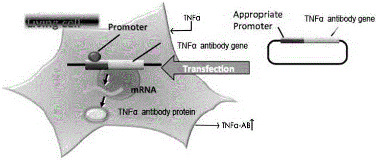 MSC-TNF alpha-AB stem cell, preparation method and application thereof