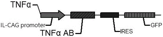 MSC-TNF alpha-AB stem cell, preparation method and application thereof