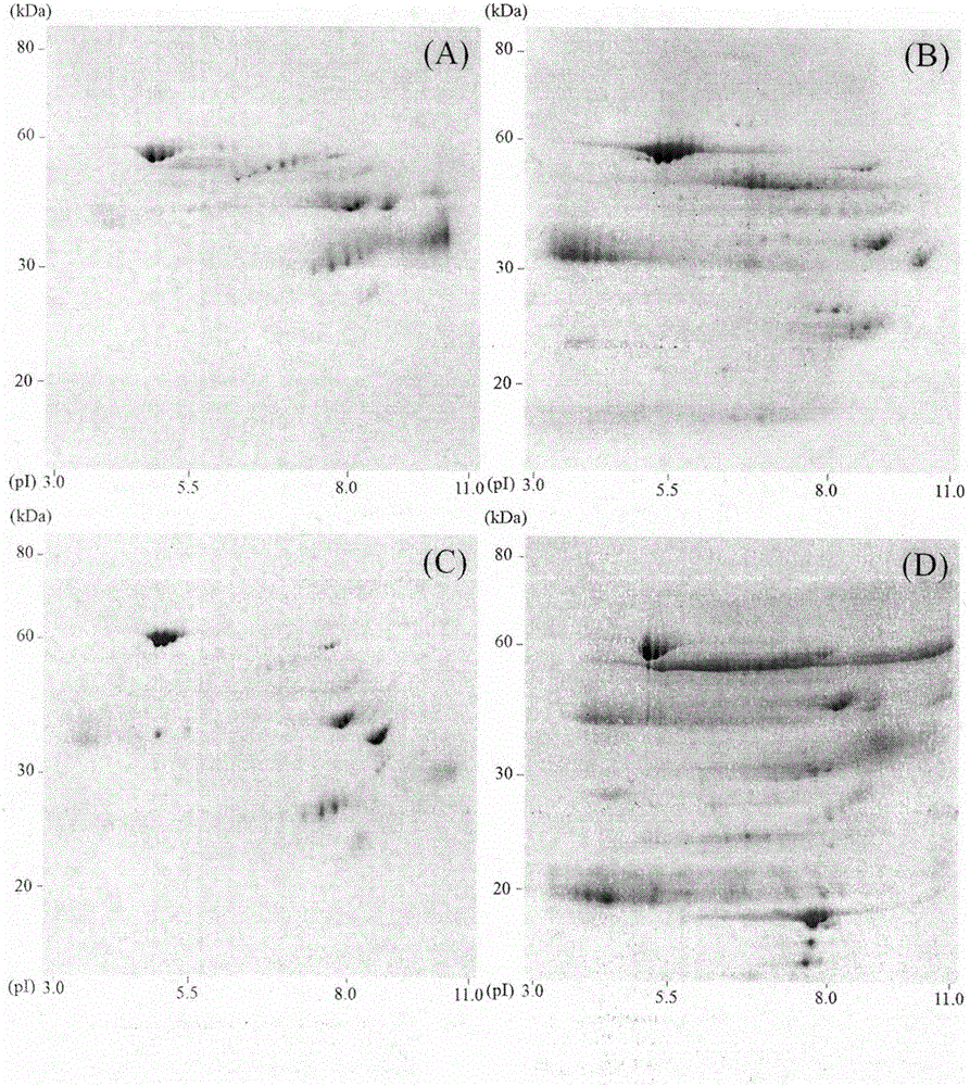 Synthesis of 1-pyrenyl-carbohydrazide and application of derivative of 1-pyrenyl-carbohydrazide in specific pre-staining detection method of glycoprotein