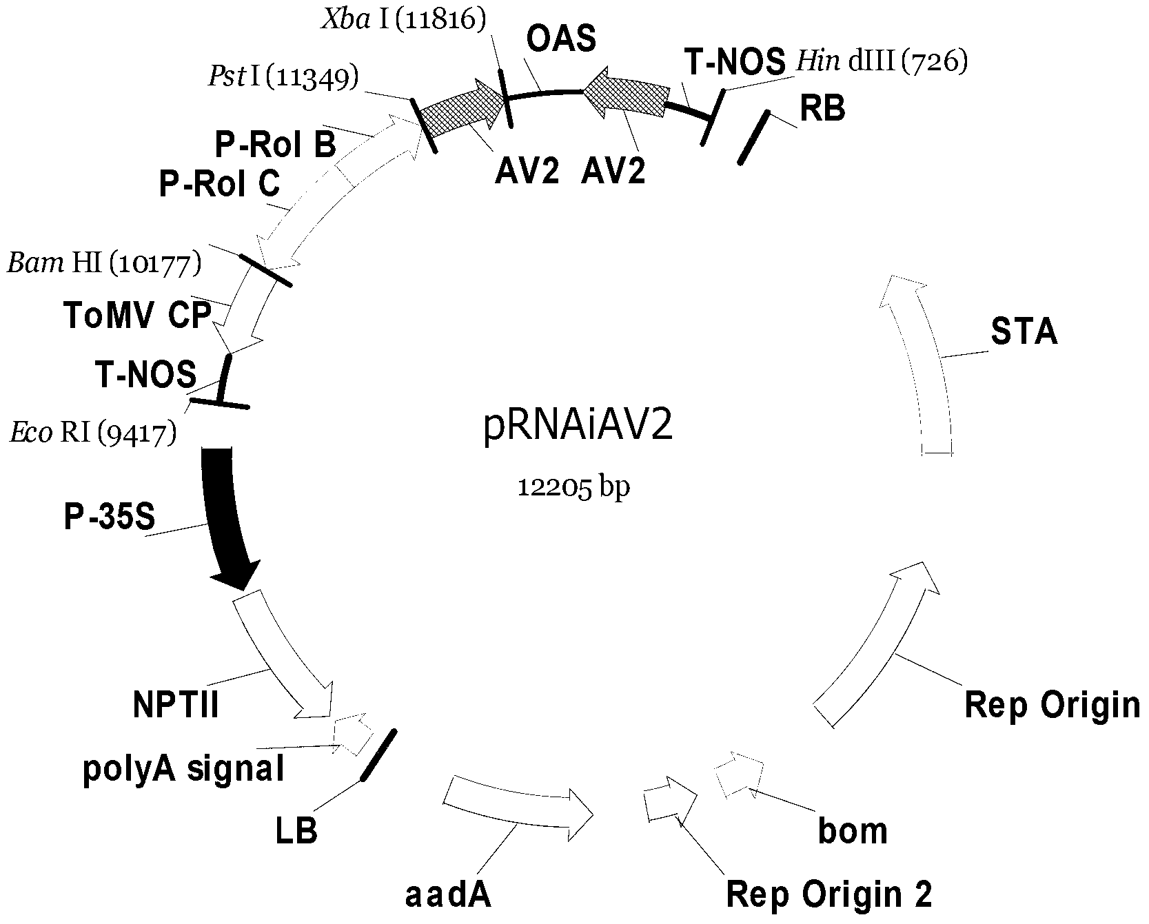 Plant expression vector, aphid gene dsRNA expression vector, and application thereof