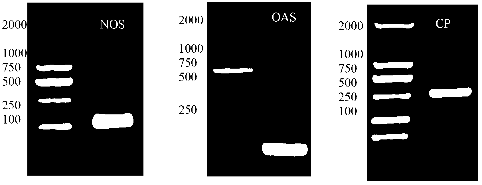 Plant expression vector, aphid gene dsRNA expression vector, and application thereof