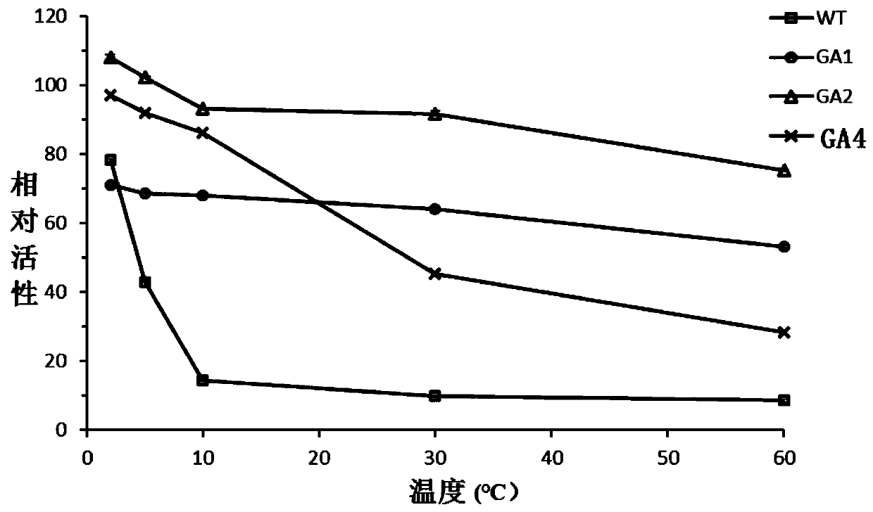 Glucoamylase mutants GA1, GA2 and GA4 with improved specific activity and thermal stability, and genes and applications of glucoamylase mutants