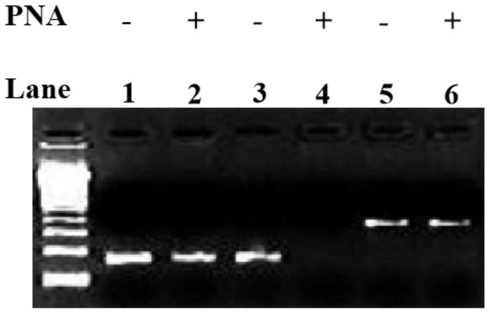 Method for improving PNA-based PCR inhibition efficiency, and application