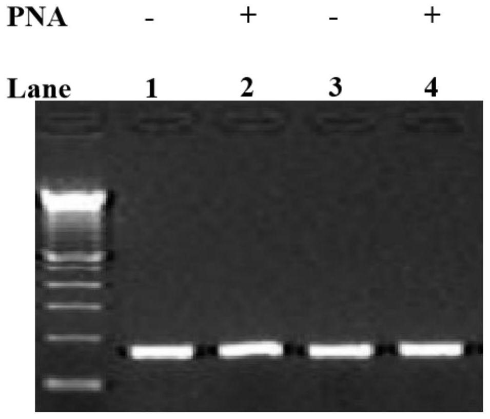 Method for improving PNA-based PCR inhibition efficiency, and application