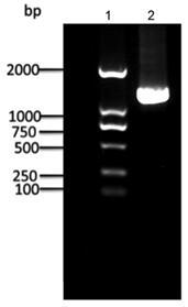 Acetyl coenzyme A acetyltransferase gene RKAcaT2 and application thereof