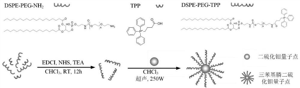 Synthesis method of mitochondria-targeting nano triphenylphosphine MoS2 quantum dots