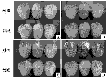 Preharvest and postharvest compound treatment method for AP annona squamosa refreshment and fruit cracking restraint