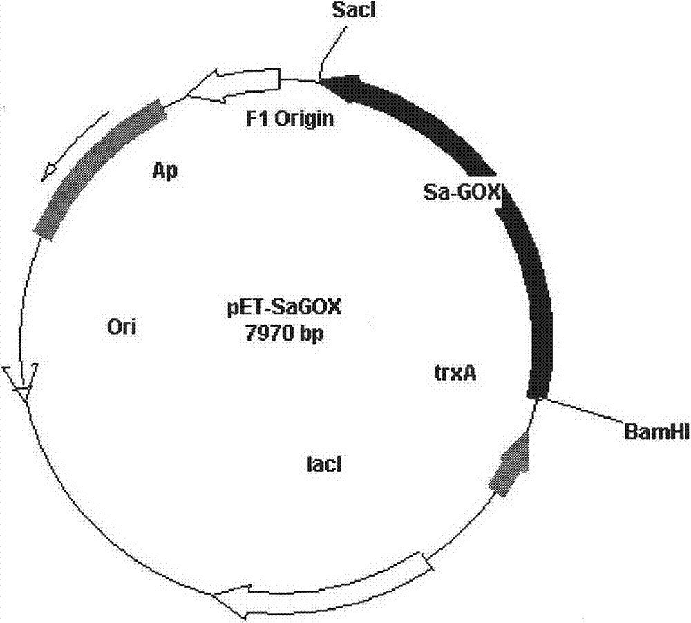 L-glutamate oxidase gene from Afghanistan streptomyces and application thereof