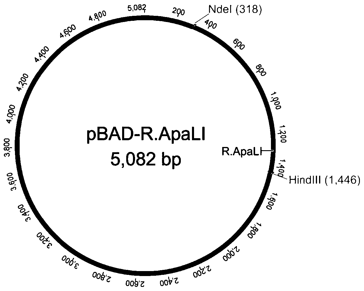 Screening method of methylated protective strain for expressing restriction enzyme ApaLI