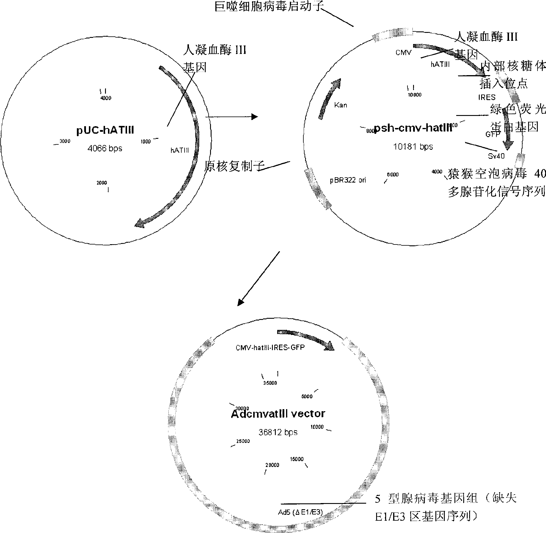 Method for breeding genetically modified animal by using recombinant adenovirus vector