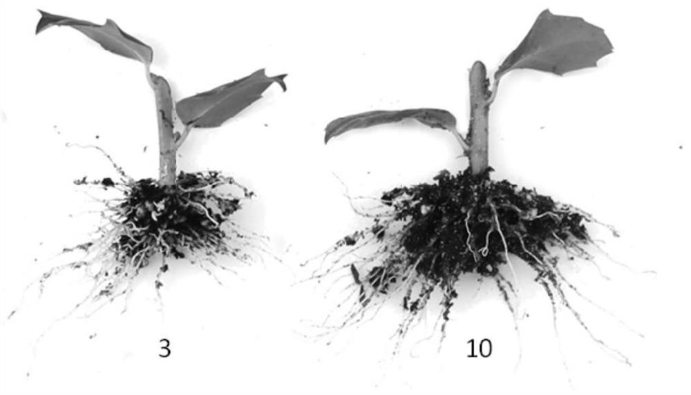 Efficient cutting propagation method for Chinese ilex