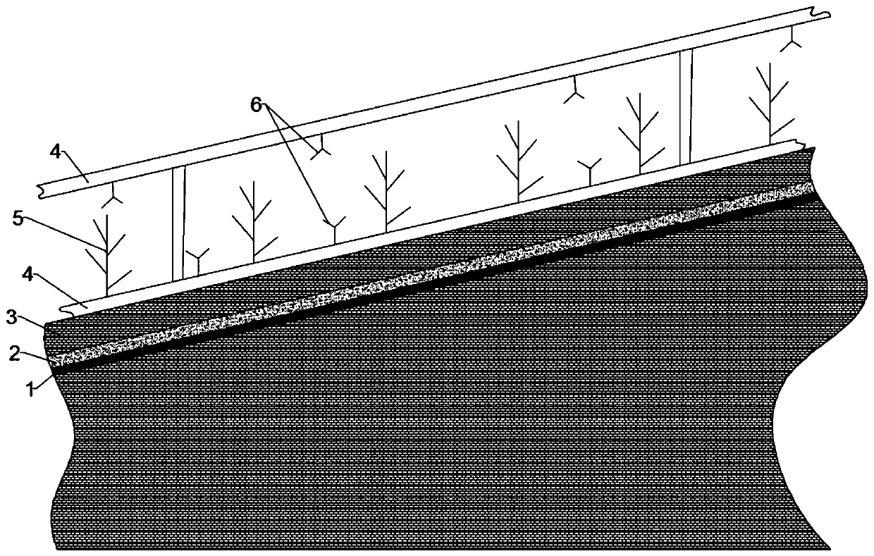 Efficient planting method of hemerocallis citrina