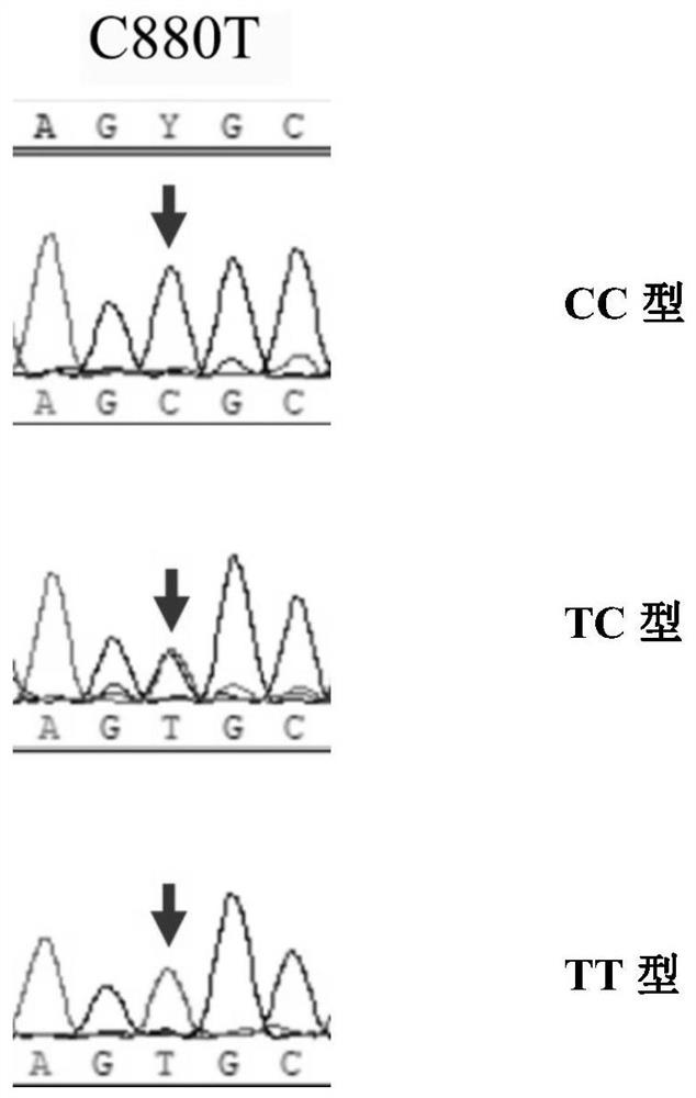 SNP molecular marker related to broiler chicken weight and shin length character, and application of SNP molecular marker