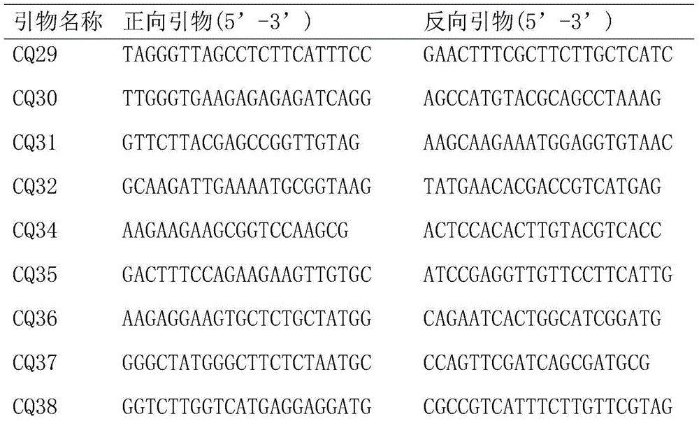 Chenopodium quinoa willd EST-SSR molecular marker, development method of chenopodium quinoa willd EST-SSR molecular marker and application of chenopodium quinoa willd EST-SSR molecular marker