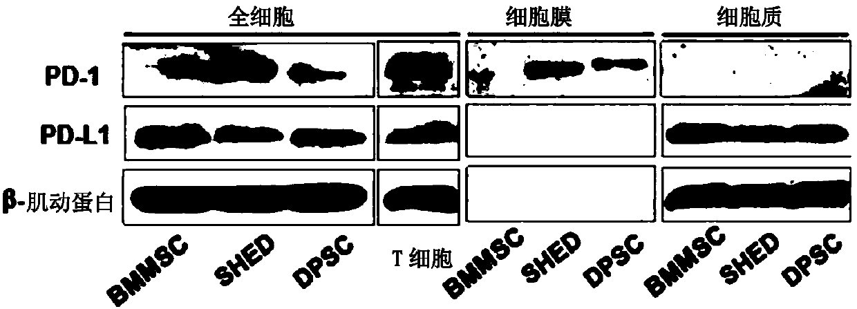 Stem cells for specifically expressing PD-1 as well as identifying and separating method and application of stem cells