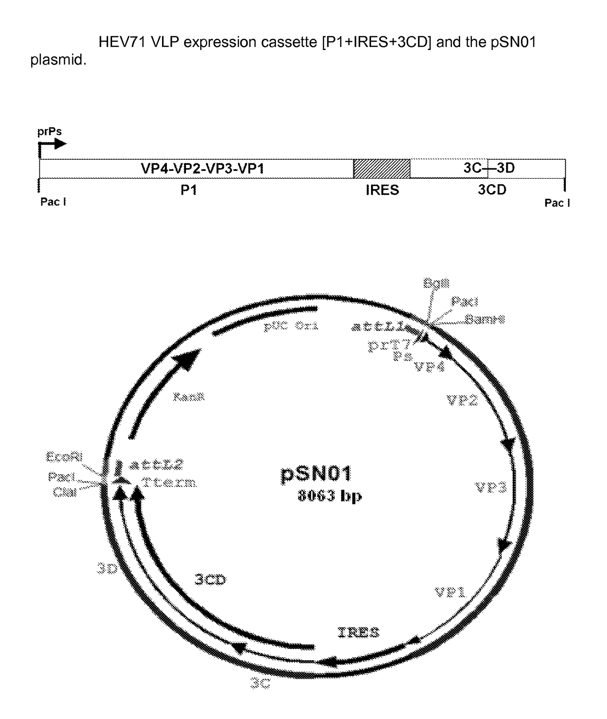 Antigens and vaccines directed against human enteroviruses