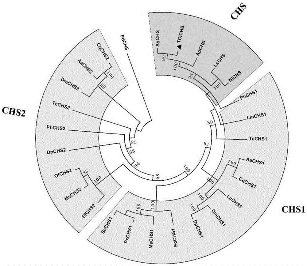 Toxoptera citricida chitin synthase gene and dsRNA thereof