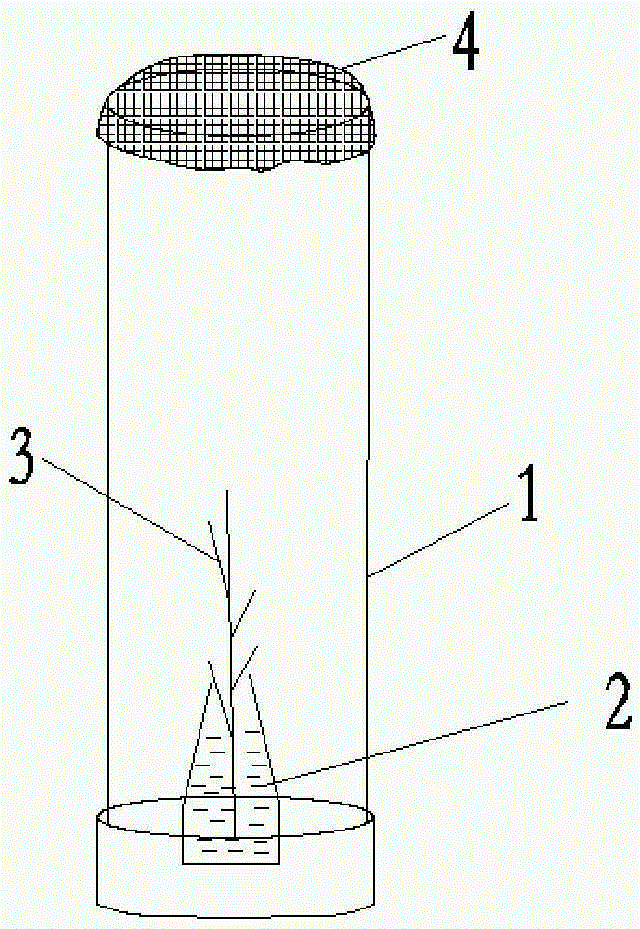 Toxoptera citricida chitin synthase gene and dsRNA thereof