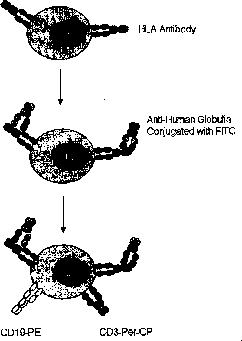 HLA antibody specificity detecting method, cell dish and reagent kit