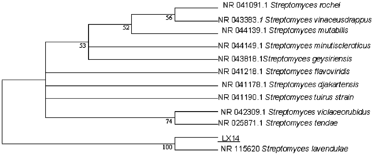 A kind of actinomycetes and application thereof for preventing and treating peanut diseases