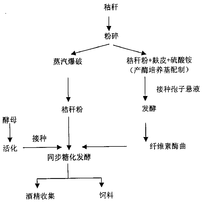 Method for producing alcohol by solid fermentation of stalks