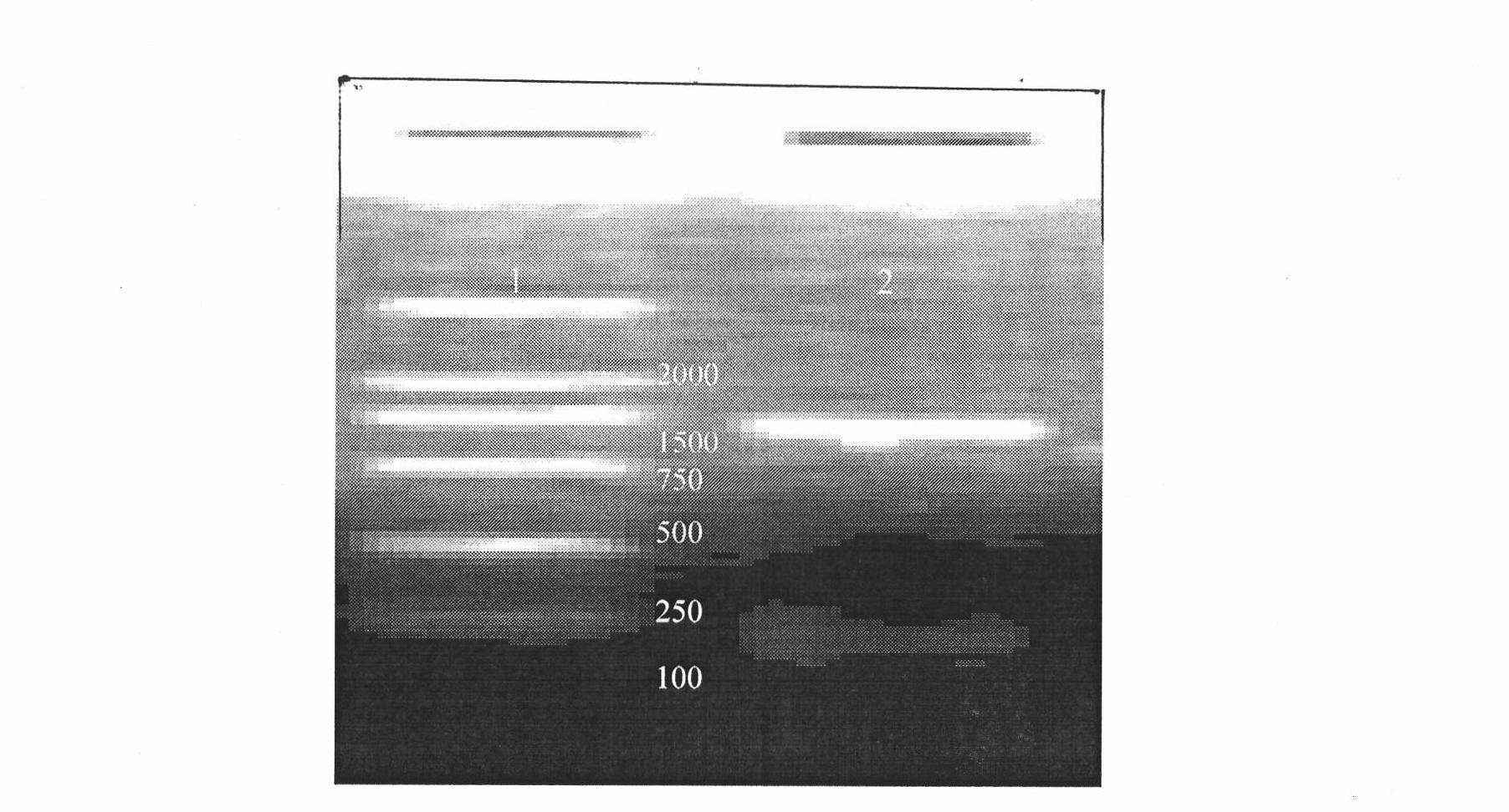 Bovine viral diarrhea virus (BVDV) transgenosis Astragalus mongholicus vaccine and production method