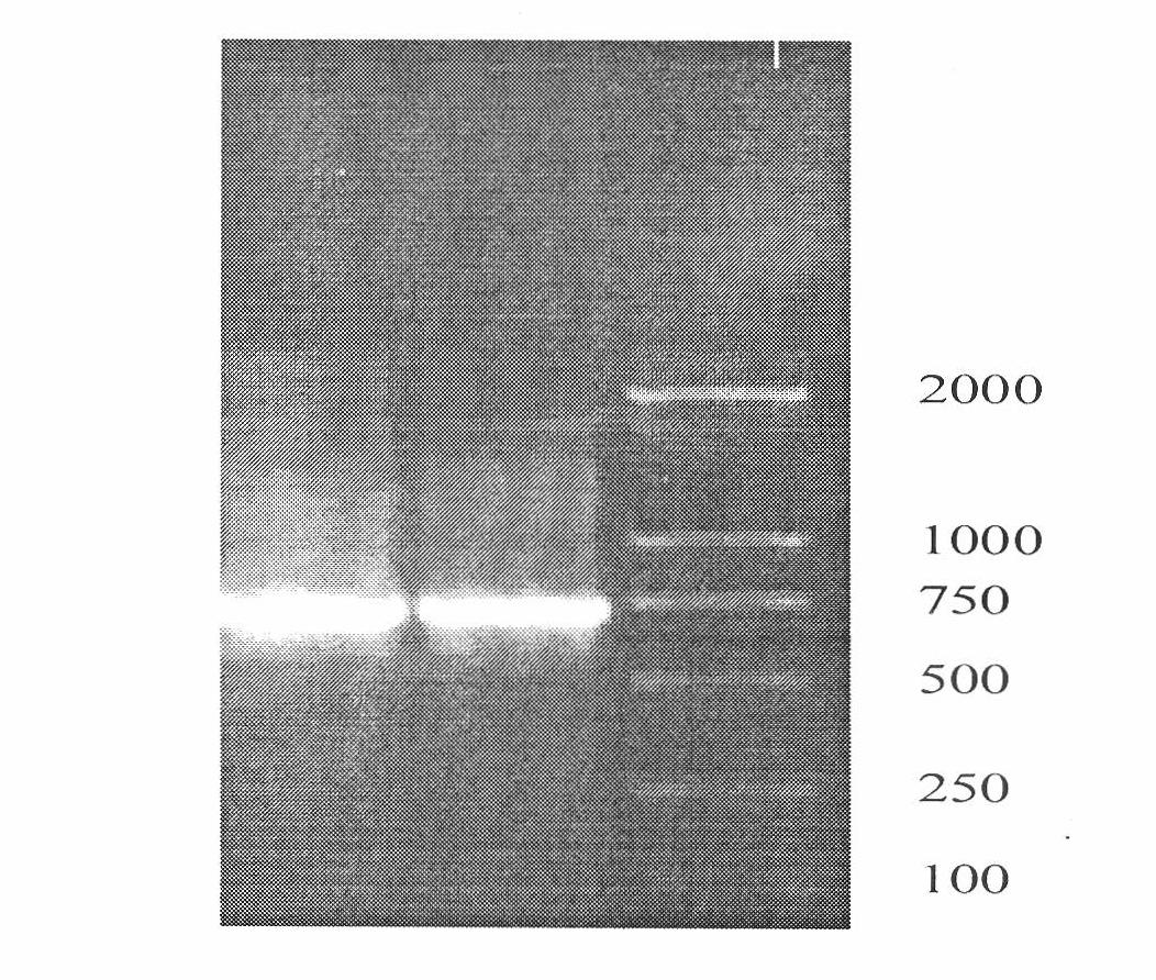 Bovine viral diarrhea virus (BVDV) transgenosis Astragalus mongholicus vaccine and production method