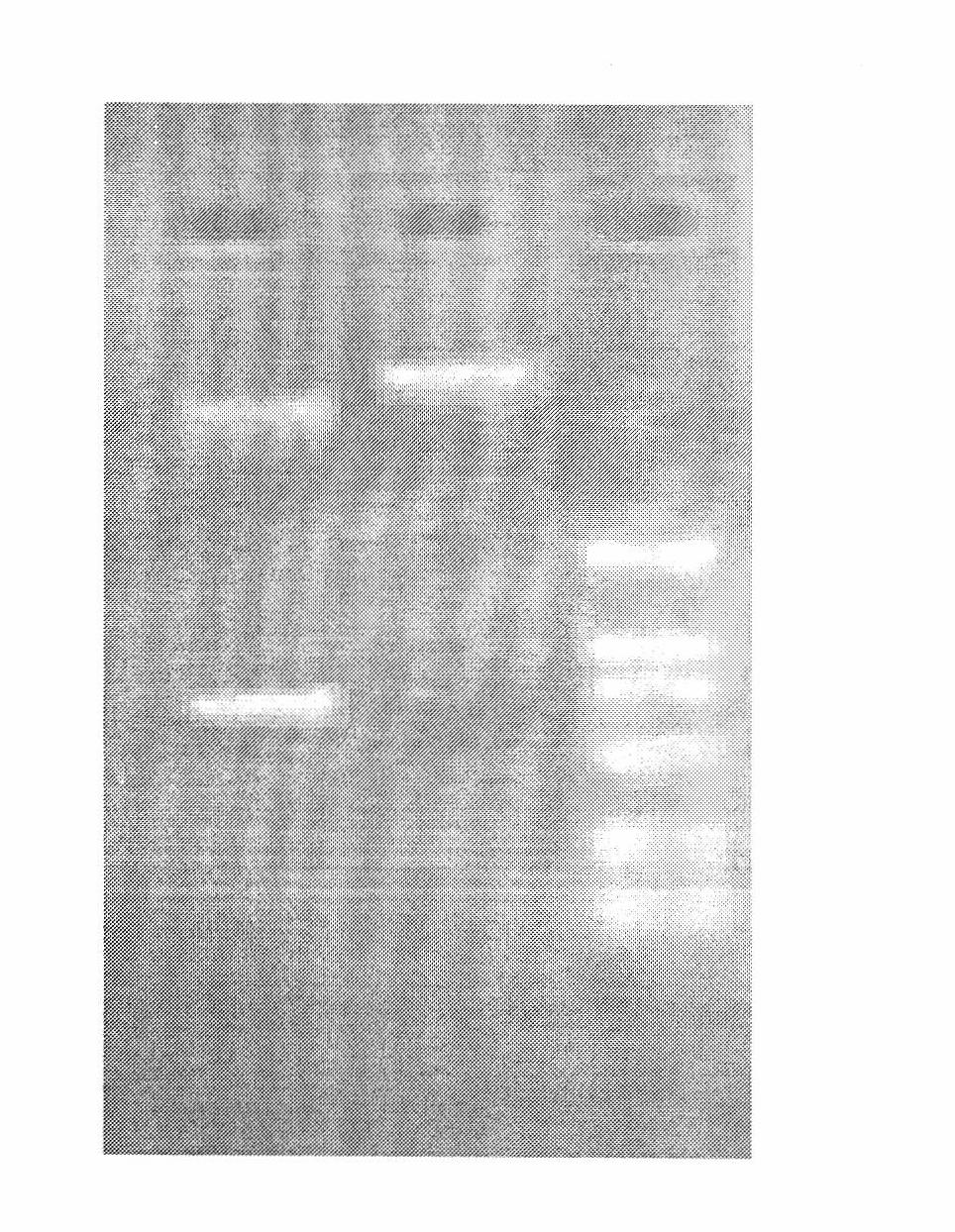 Bovine viral diarrhea virus (BVDV) transgenosis Astragalus mongholicus vaccine and production method