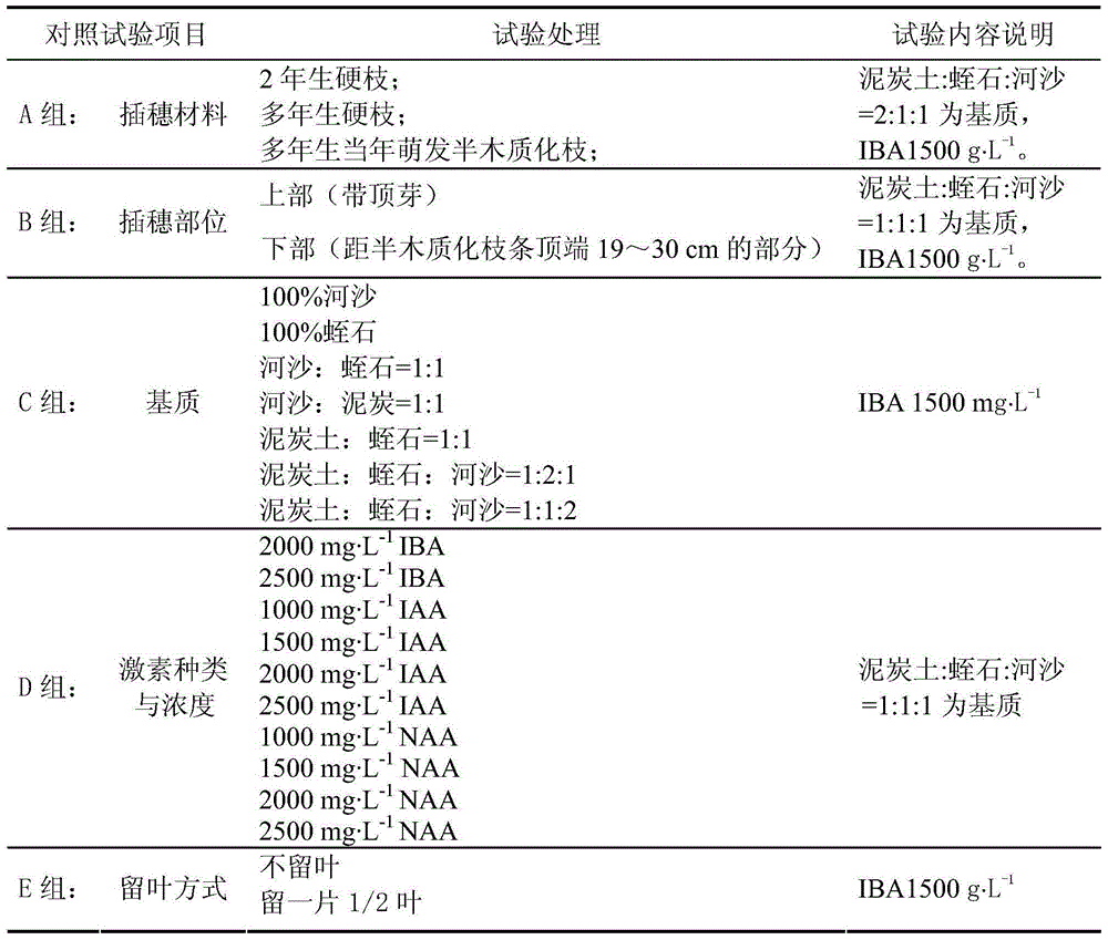 Rapid propagation method of callicarpa nudiflora