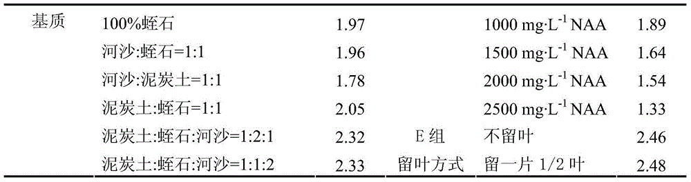 Rapid propagation method of callicarpa nudiflora