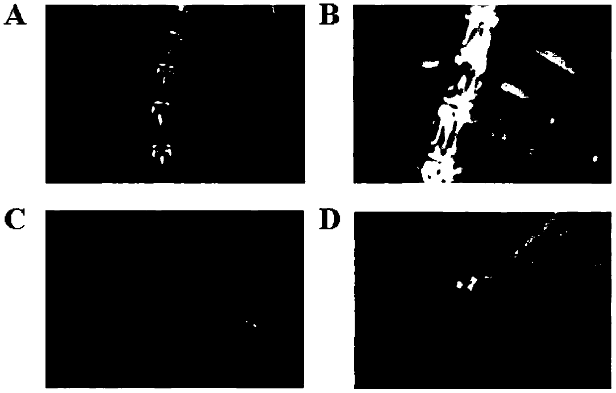 Gastric floating sustained-release pellets loaded with oxymatrine solid dispersion and preparation method thereof